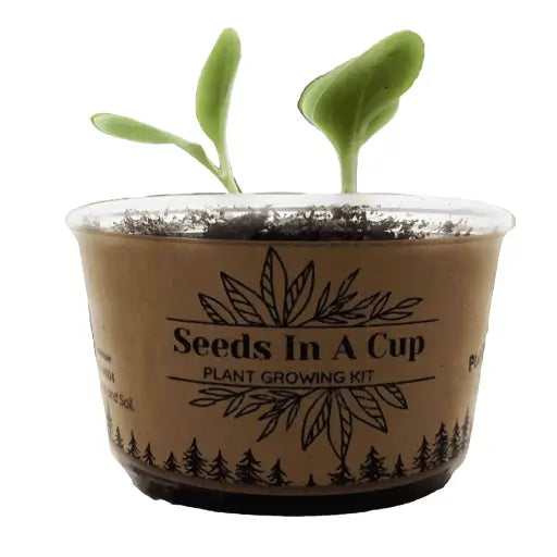 American Elm Tree | Seed Starter Grow Kit | Seeds In A Cup®