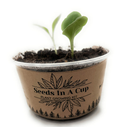 Seeds In A Cup® | Jalapeño Plant Grow from Seed Gardening Kit