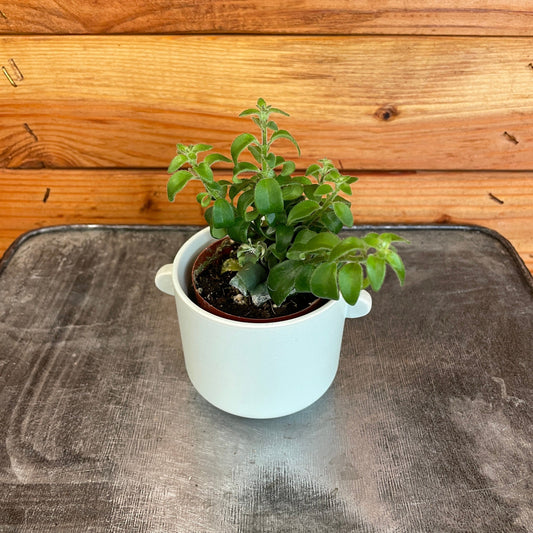 Aeschynanthus Lipstick Curly, 2" Plant