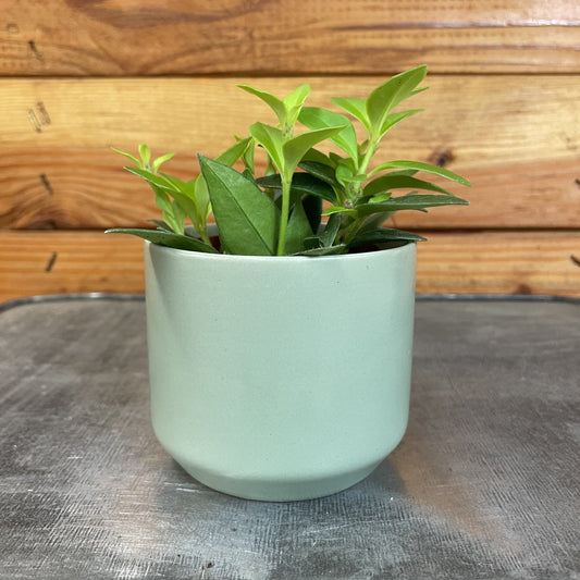 Aeschynanthus Lipstick Purple Star, 2" Plant