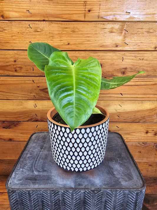 Anthurium Veitchii King, 6" Plant