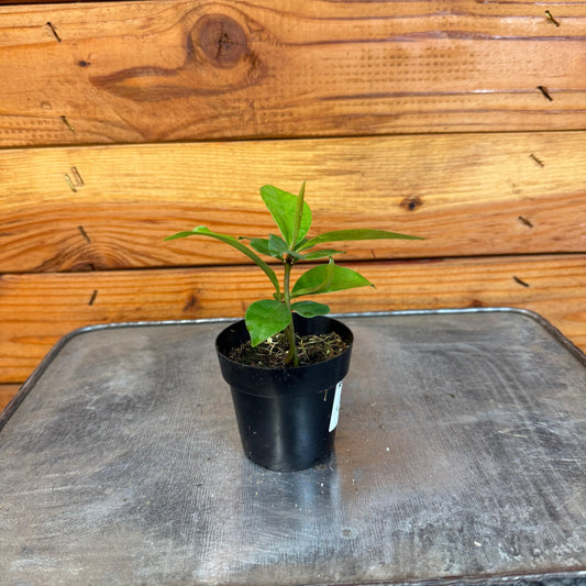 Ardisia humilis, 2" Plant