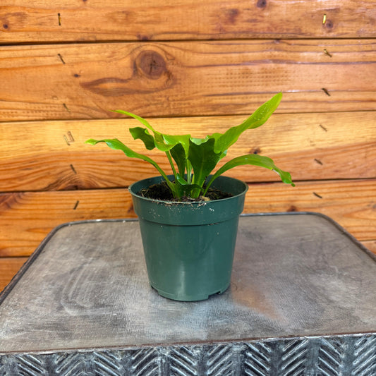 Asplenium Nidus Bird's Nest Fern, 4" Plant