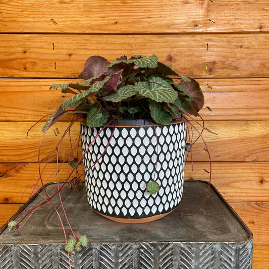 Begonia Strawberry, 6" Plant