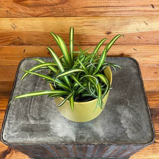 Chlorophytum Atlantic Spider, 4" Plant