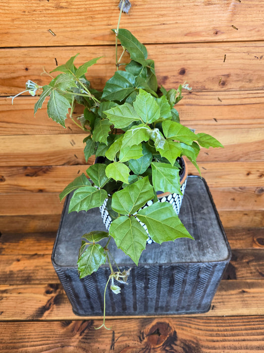 Cissus Grape Leaf Ivy, 6" Plant