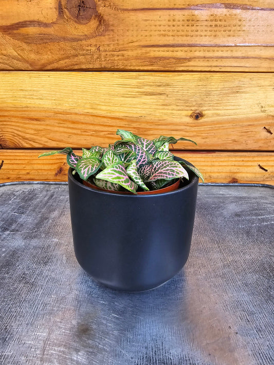 Fittonia Joly Lemon, 2" Plant