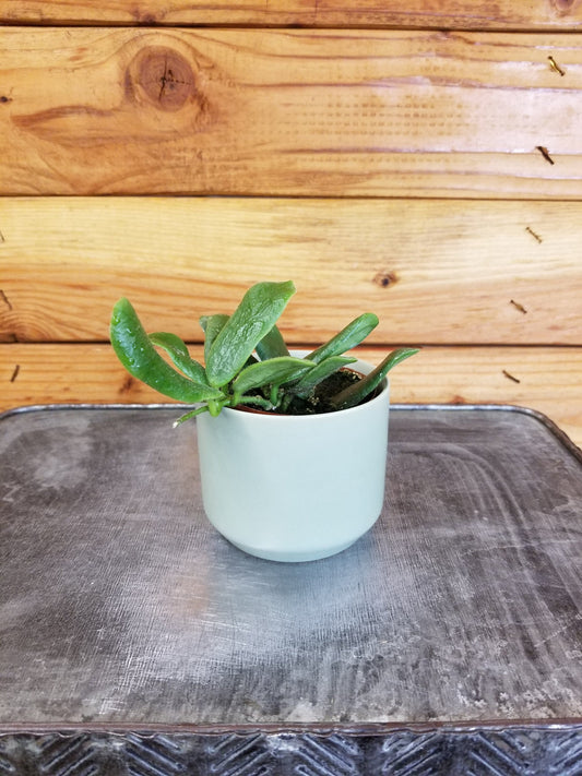 Hoya Rotundiflora, 2" Plant
