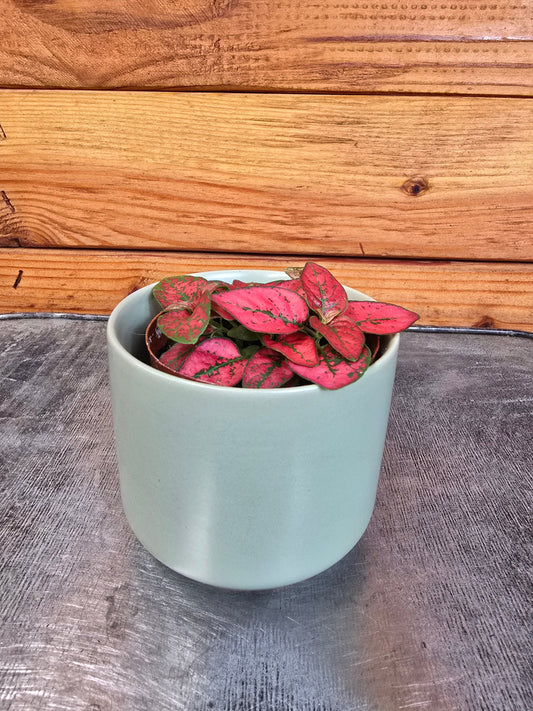 Hypoestes Polka Dot Plant Red Splash, 2" Plant
