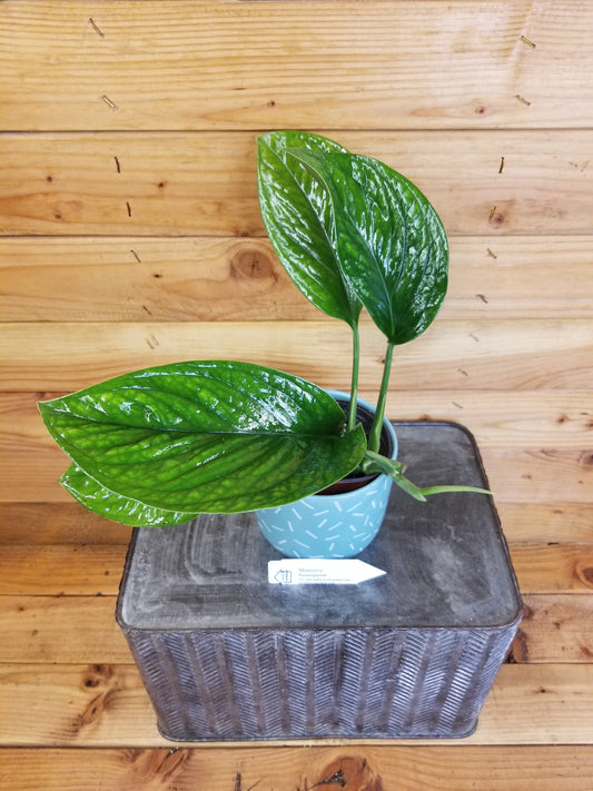 Monstera Pinnatipartita, 4” Plant