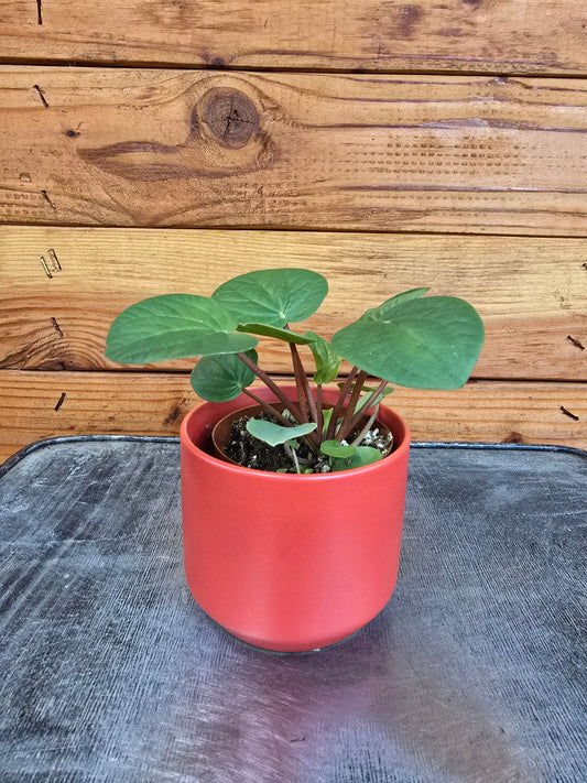 Peperomia Rana Verde, 2" Plant