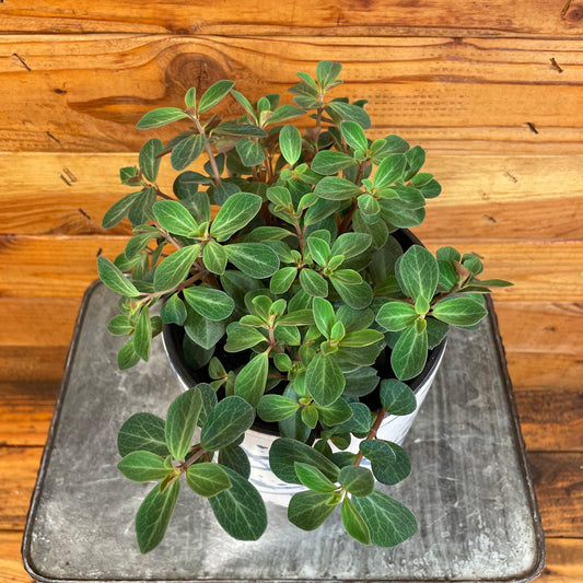 Peperomia Red Log, 6" Plant