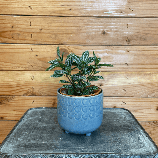 Pilea Cadierei Aluminium, 4" Plant