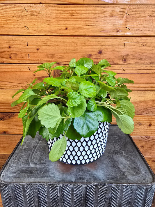 Plectranthus Australis Wax Swedish Ivy, 6" Plant