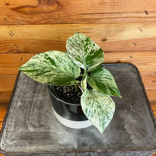 Pothos Marble Queen, 4" Plant
