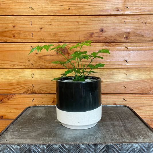 Radermachera Sinica China Doll, 4" Plant