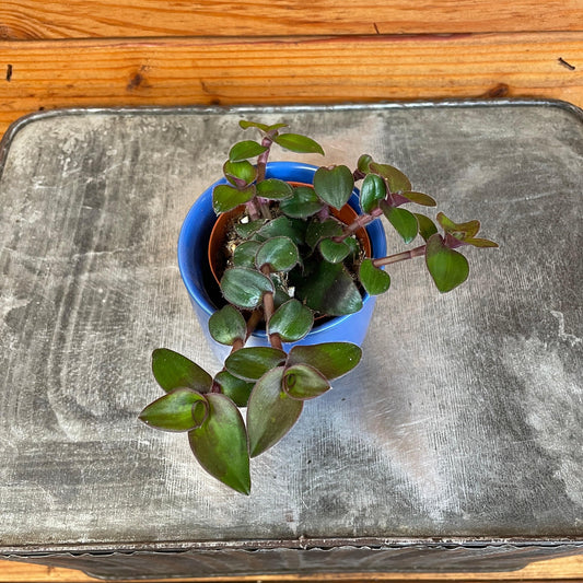 Tradescantia Hijau Baru, 2" Plant