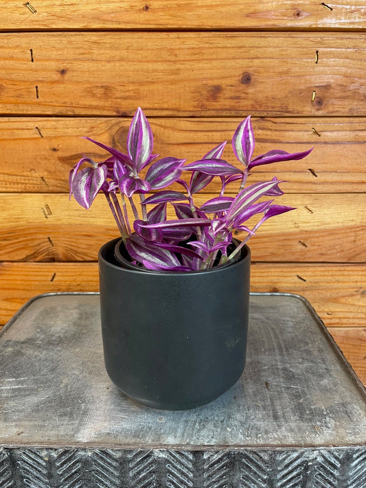 Tradescantia Pink Paradise, 4" Plant