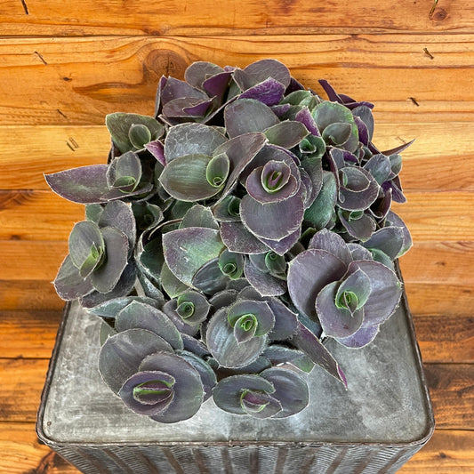 Tradescantia Sillamontana Purple Teddy Bear Vine, 6" Plant