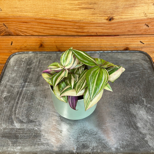 Tradescantia Tricolor, 2" Plant