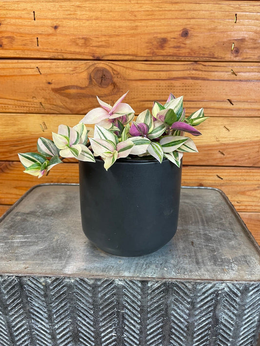 Tradescantia Tricolor, 4" Plant