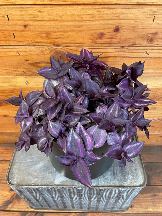 Tradescantia Zebrina Red Mini, 6" Plant