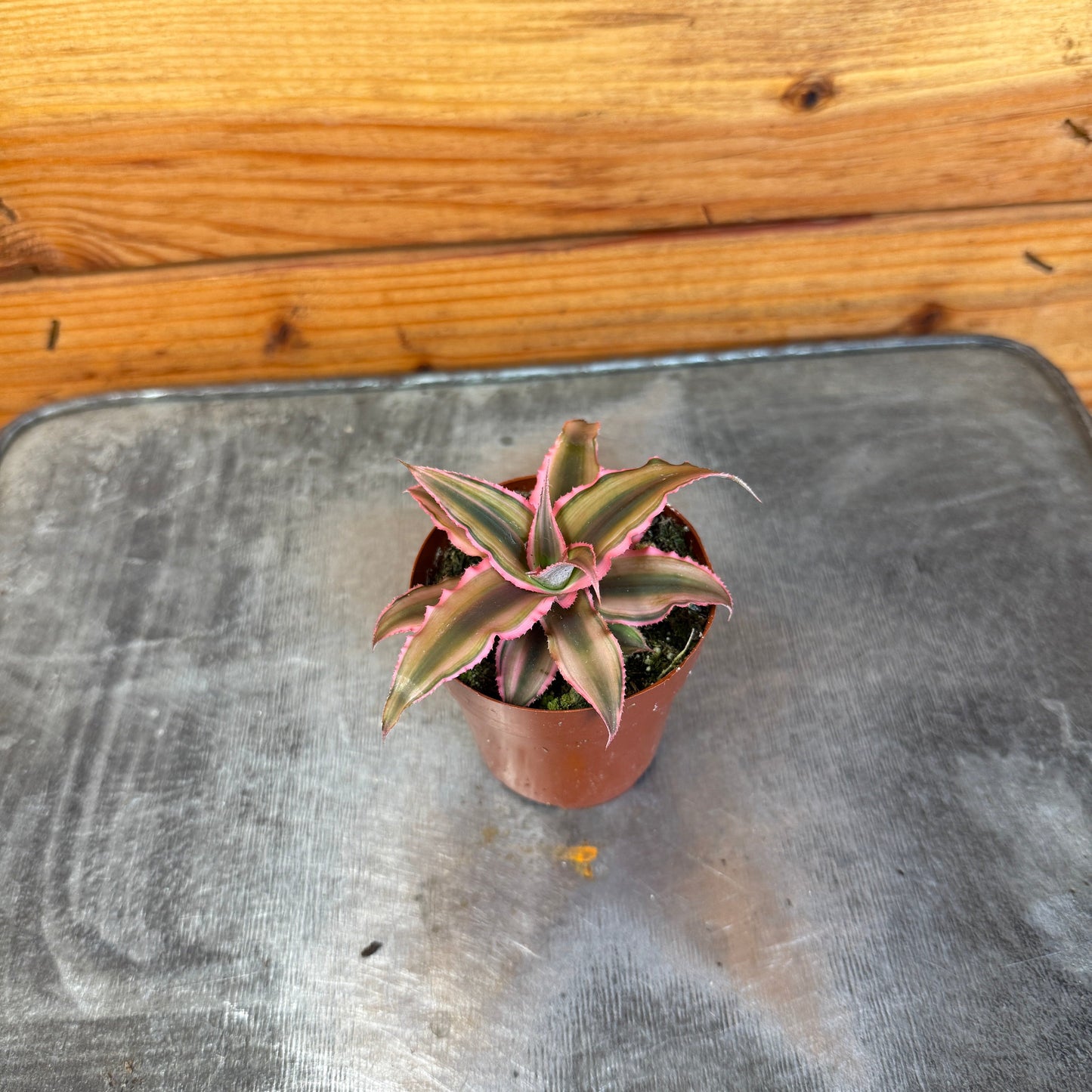 Cryptanthus Pink, 2" Plant