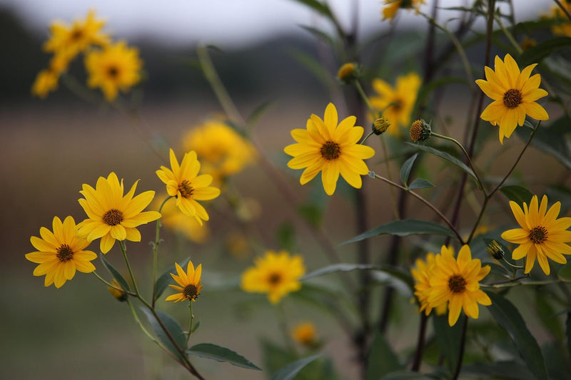 Arnica: The Mountain’s Quiet Healer