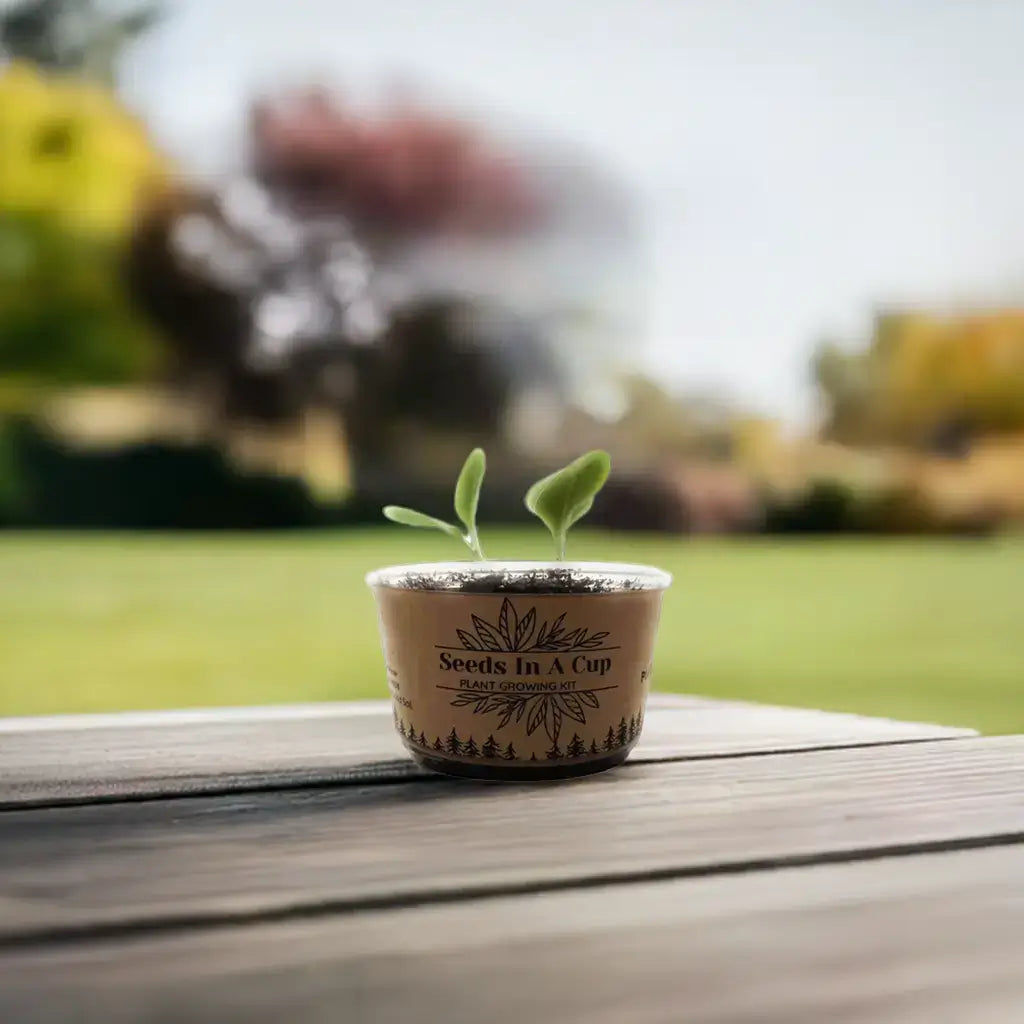 American Ash | Tree Grow Kit  |  Seeds In A Cup®