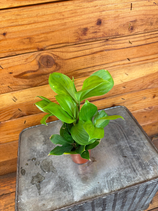 Costus Igneus Insulin Plant, 2" Plant