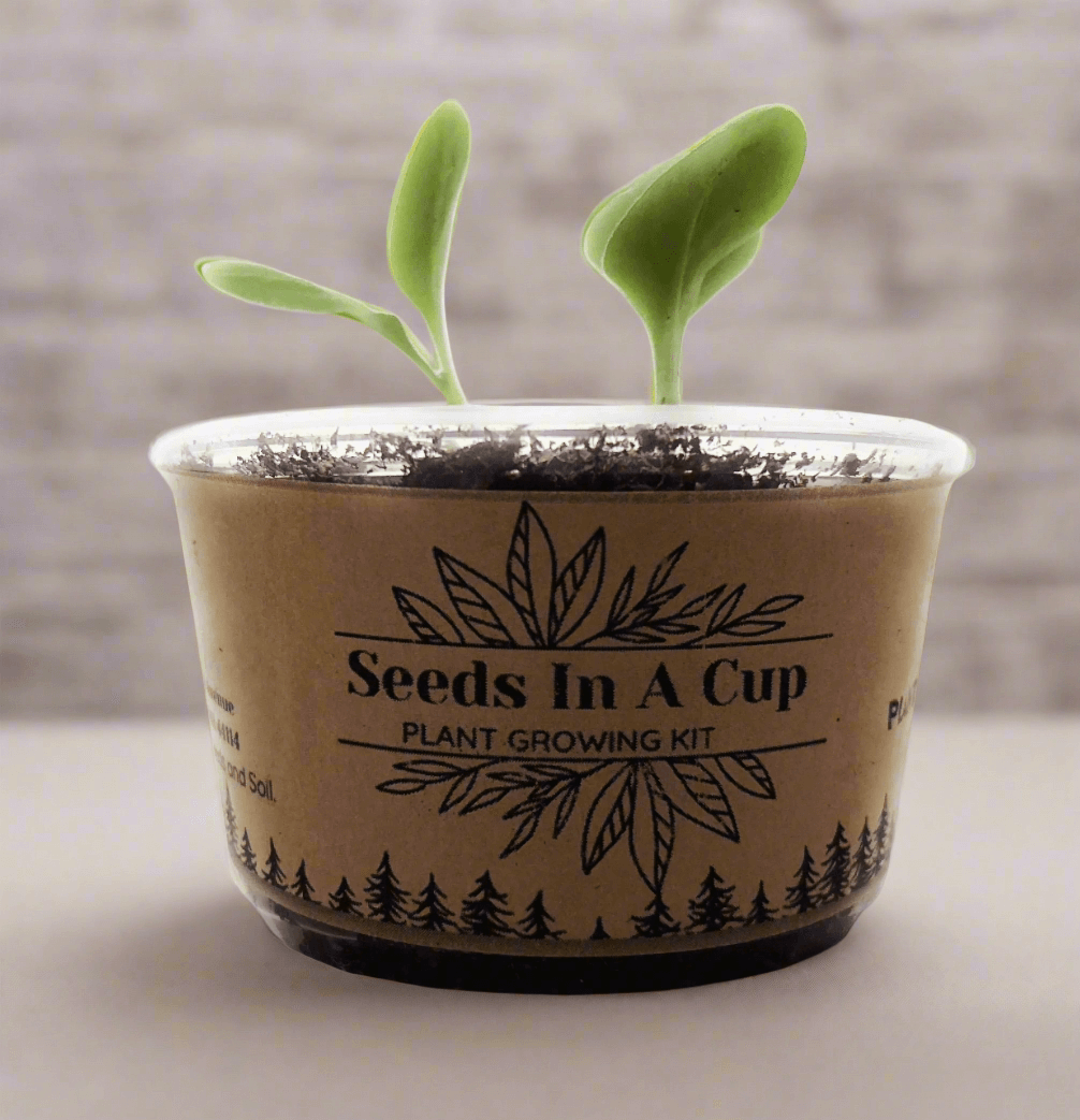 Seeds In A Cup® | Jalapeño Plant Grow from Seed Gardening Kit