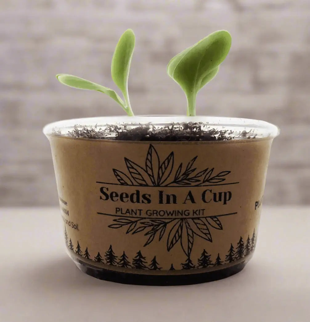 American Ash | Tree Grow Kit  |  Seeds In A Cup®