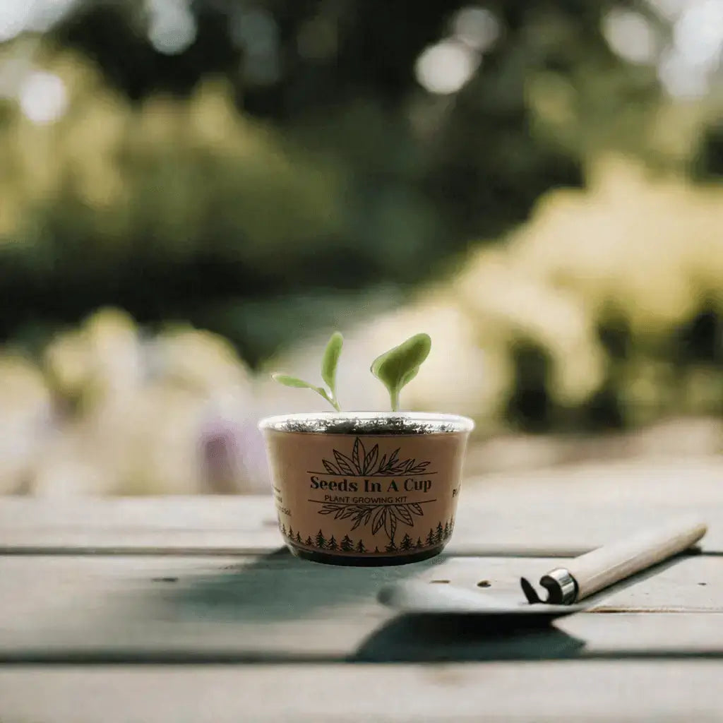 Zucchini | Plant Seed Starter Grow Kit | Seeds In A Cup®