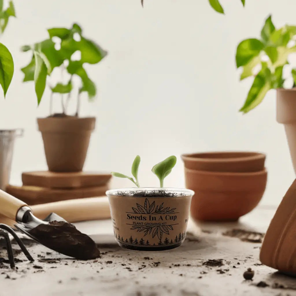 American Holly | Tree Seed Starter Grow Kit | Seeds In A Cup®