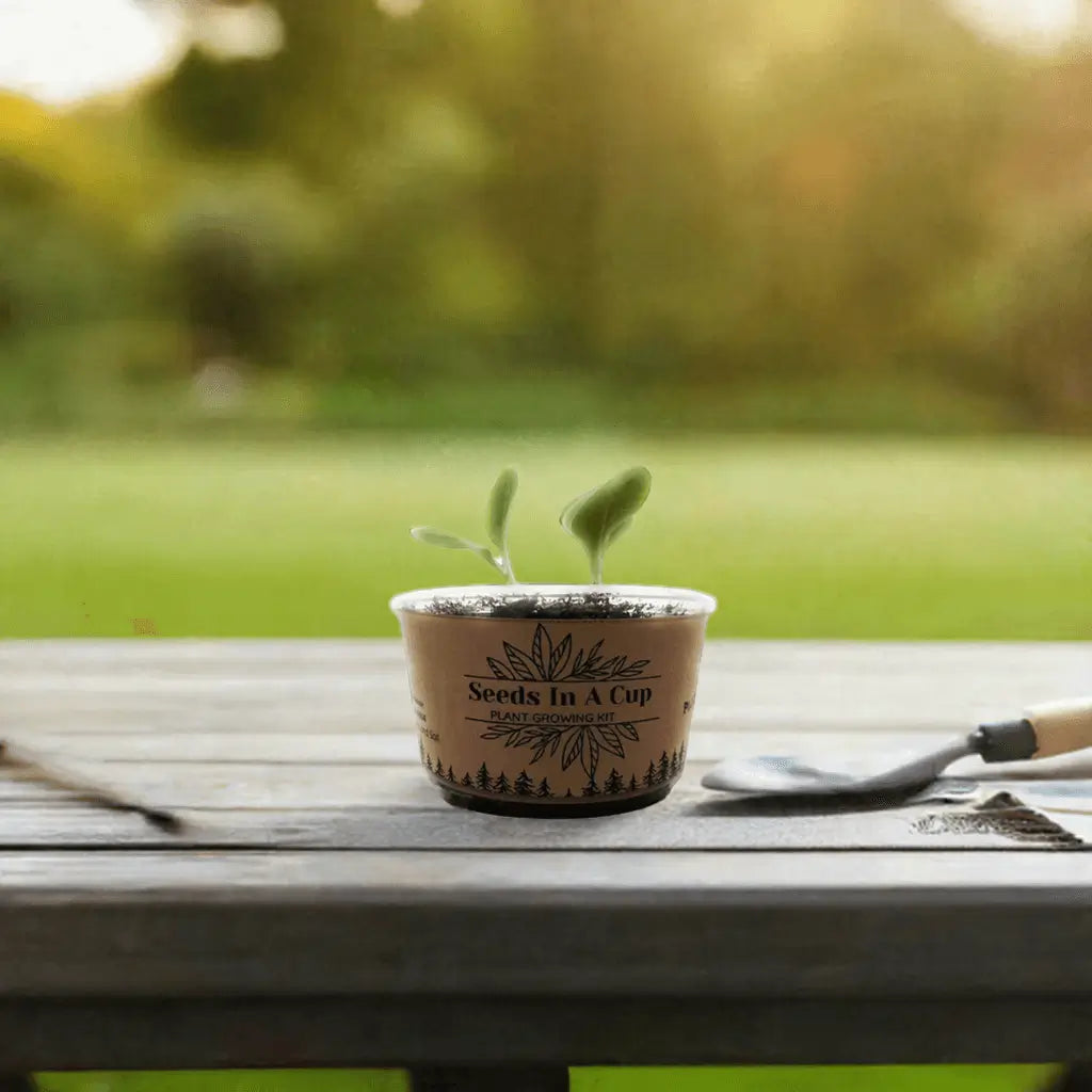 American Elm Tree  |  Seed Starter Grow Kit  |  Seeds In A Cup®