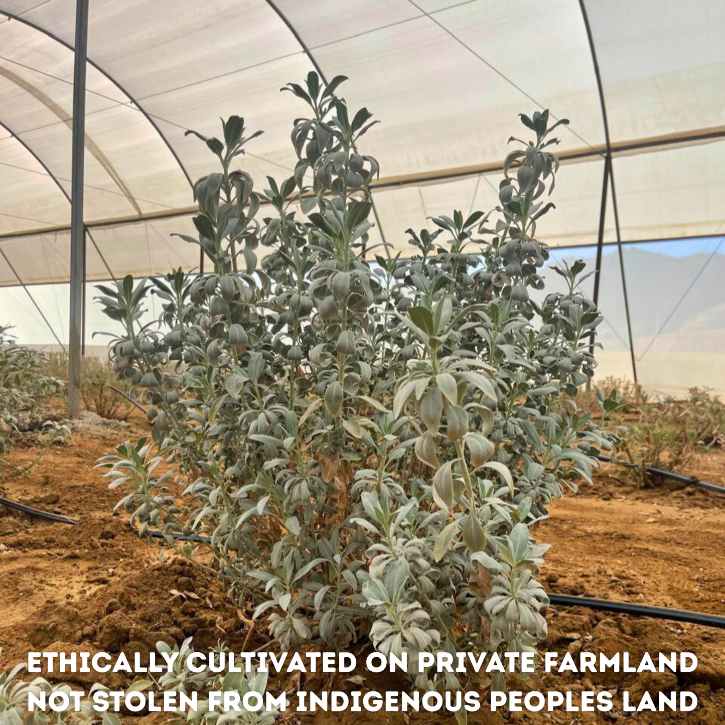 Super-Fine White Sage Powder (Salvia apiana) 2oz (57g) Cultivated On A California Farm