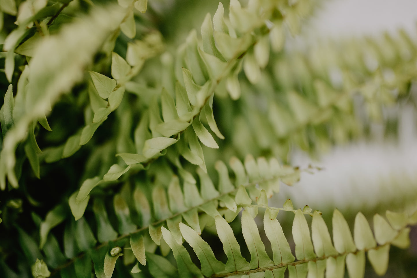 Fernshadow Glen Gift Card