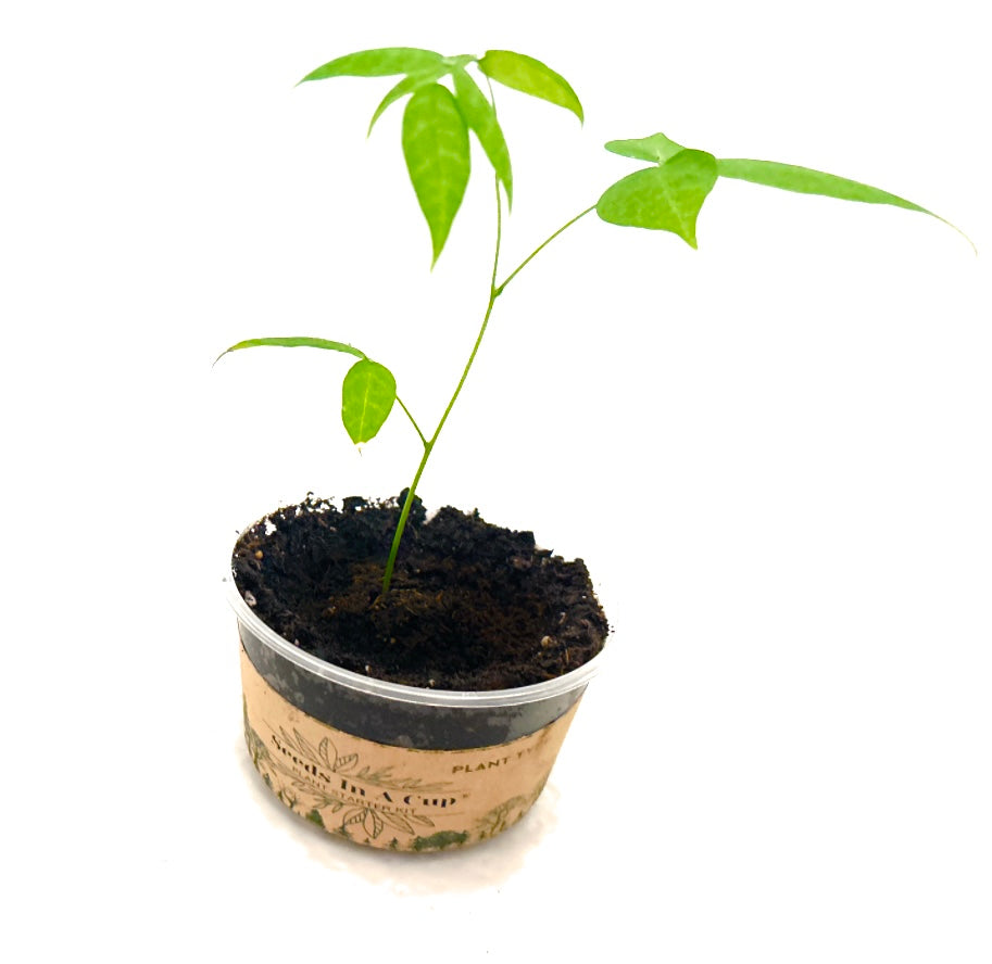 Seeds In A Cup® Plant Grow Kits