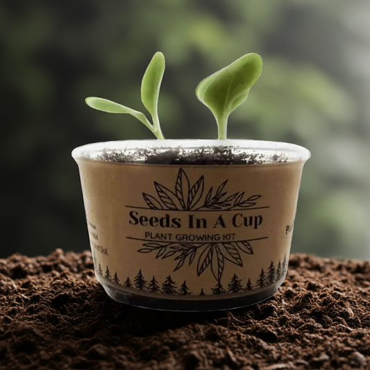 American Ash | Tree Grow Kit  |  Seeds In A Cup®