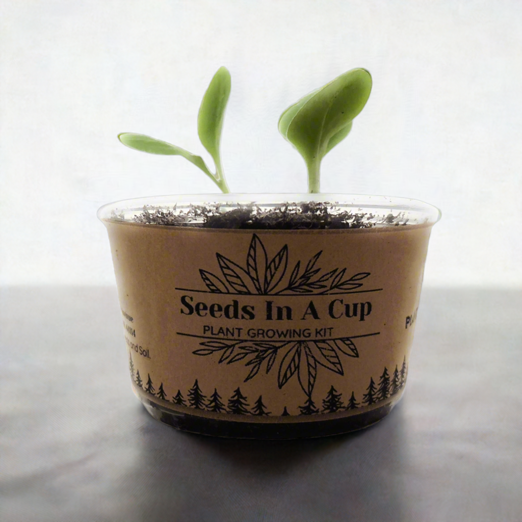 BULK ORDER- Seeds In A Cup | Vegetable & Herb Kit