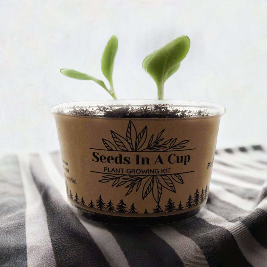 BULK ORDER- Seeds In A Cup | Vegetable & Herb Kit