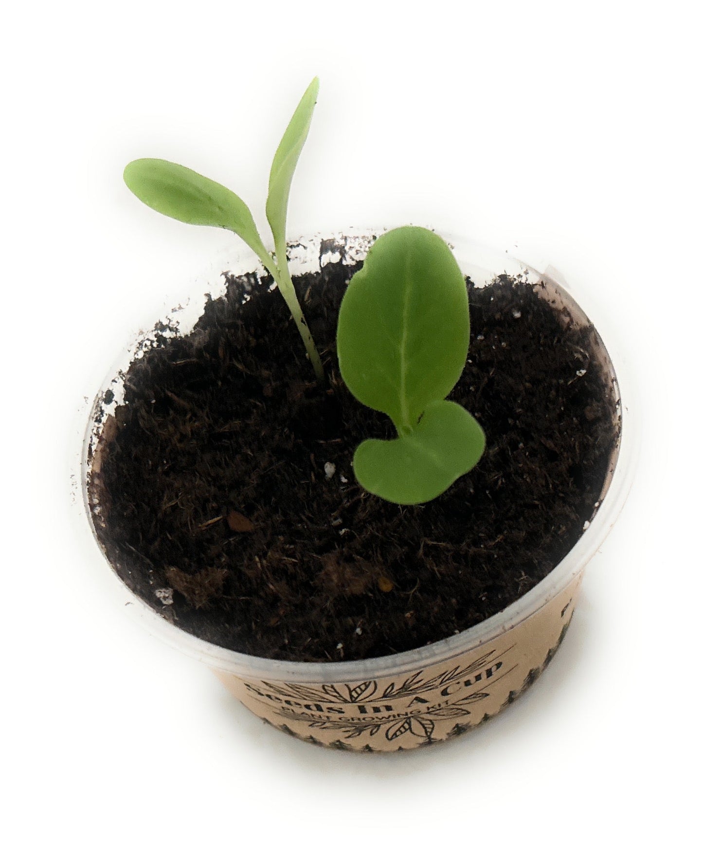 Pear Tree | Seed Starter Grow Kit | Seeds In A Cup®