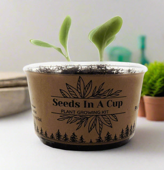 Blackberry | Shrub Seed Starter Grow Kit | Seeds In A Cup®