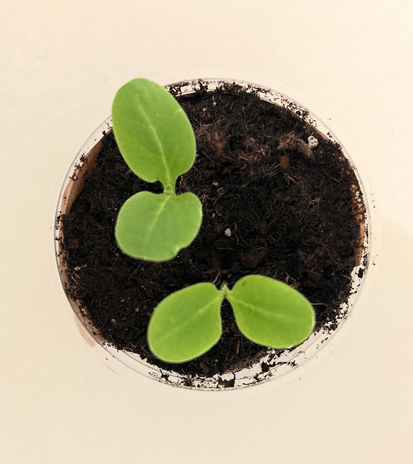 Macadamia Nut Tree | Seed Starter Grow Kit | Seeds In A Cup®