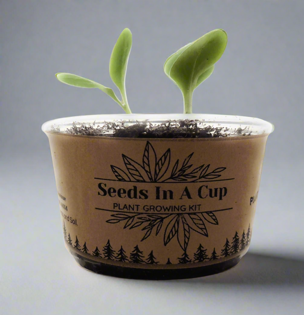 Seeds In A Cup® Original Herb Kit