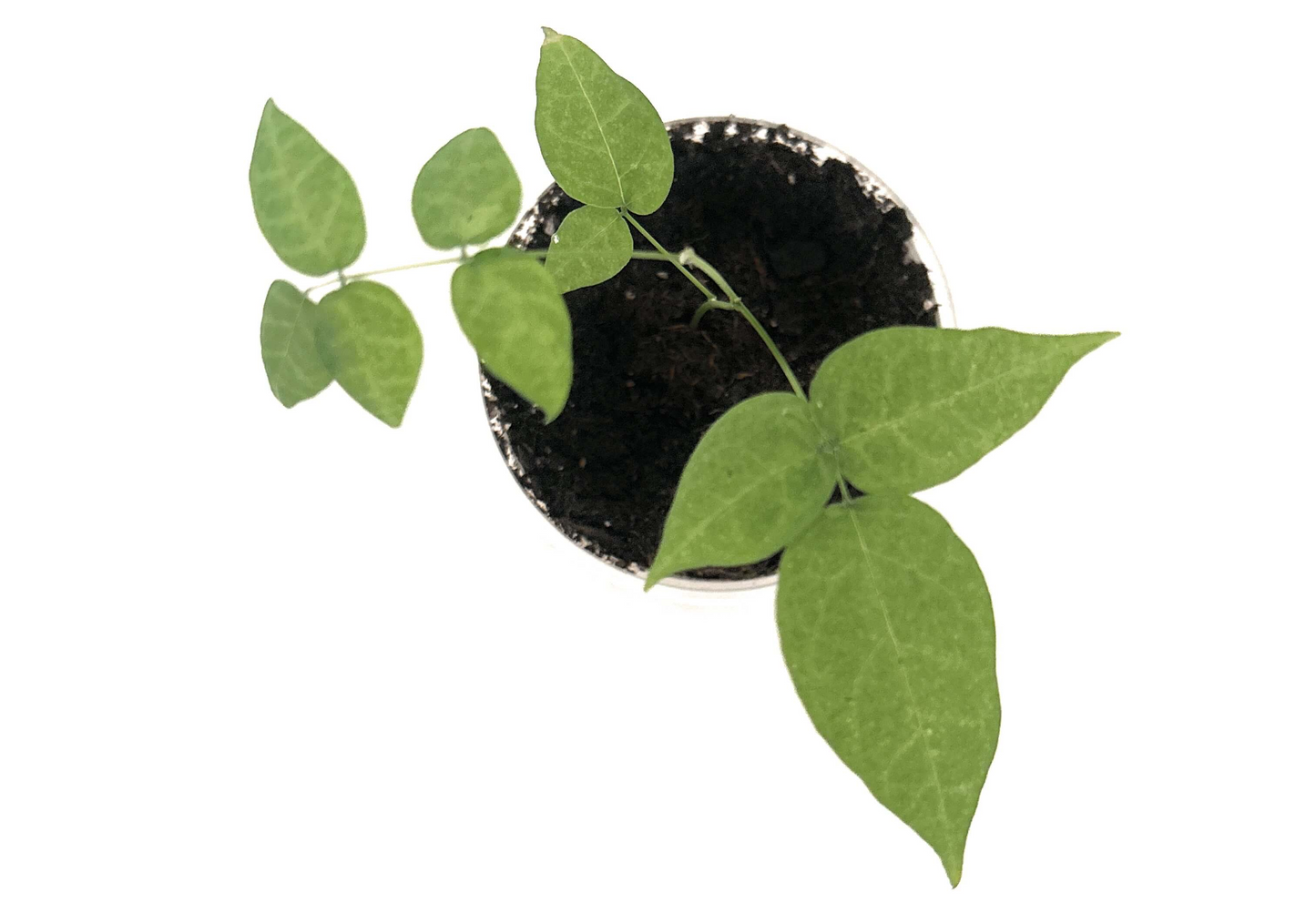 Beans | Plant Seed Starter Grow Kit | Seeds In A Cup®