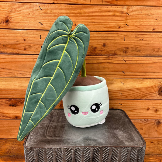Anthurium Queen Plush