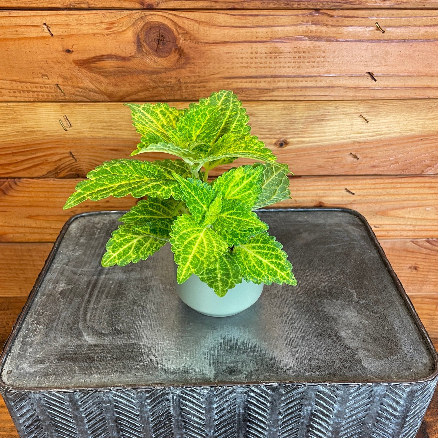 Coleus Electric Lime, 2" Plant