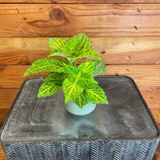 Coleus Electric Lime, 2" Plant