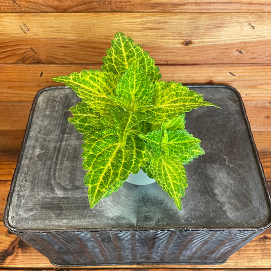 Coleus Electric Lime, 2" Plant